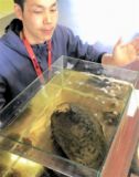 幻の貝「カラスガイ」福井県のダム湖で生体見つかる　県内では1985年以降で1例のみ…「最大級、学術的にも貴重」