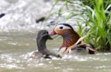 オシドリ夫婦、仲むつまじく　福井の水辺、5月10日から愛鳥週間