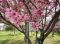 【守口市】春がやってきた！　桜が咲く「大枝公園」で散歩やピクニックを楽しみませんか？