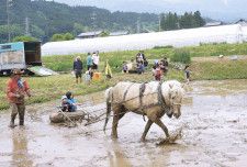 残雪の中央アルプスを望む豊かな環境の水田で、馬耕を体験する子どもたち
