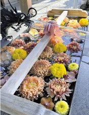 色鮮やかなキクやランが浮かぶ花手水（東京都品川区の蛇窪神社で）