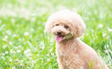 犬の寿命に影響する「腸内環境の悪化」の原因とは? 獣医師の林美彩さんが解説します。