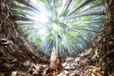 女山史跡森林公園にある｢神宿る竹林｣(360度カメラで撮影)
