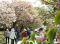 広島・八重桜の園が7日間限定の公開スタート