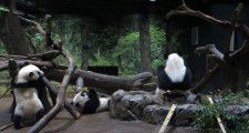 「ジャイアントパンダのようす」で見られる上野のパンダたち。2022年5月9日撮影。（画像：東京ズーネットYouTubeチャンネルより）