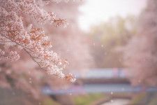 地元住民憩いの場所「善福寺川緑地」の幻想的な桜並木（画像：photoAC）