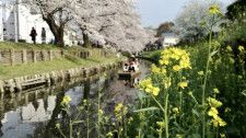 4月上旬の週末、川越氷川神社裏の新河岸川では約500mにわたる桜並木と菜の花の競演が和船に乗って楽しめる「小江戸川越春の舟遊」が行われる（画像：photoAC）