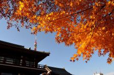 増上寺境内や芝公園の紅葉を楽しんだ後は寺カフェで心落ち着く時間を過ごしてみては（画像：photoAC）