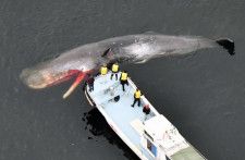 「とても孤独」なクジラのオスが、またしても大阪湾に迷い込んだ　温暖化や港の構造だけじゃない、その切ない理由