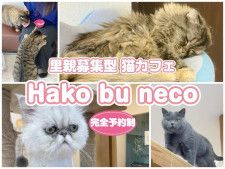 猫好きに届け！『Hako bu neco』里親募集型の猫カフェをご紹介