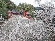 名木秀衡桜が満開　和歌山・熊野那智大社