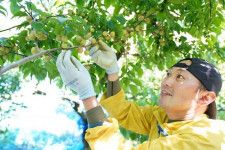 小梅の実を収穫する農家（１４日、和歌山県上富田町岩田で）