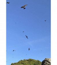 アマツバメ数百羽の群れ飛来　和歌山・紀南地方の繁殖地