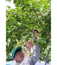 梅の着果状況を調べる日高果樹技術者協議会の調査員（２２日、和歌山県みなべ町晩稲で）