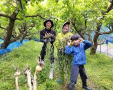 梅収穫ワーケーションに参加し、梅畑にネットを敷く作業中、ノビルを見つけて喜ぶ児童（和歌山県みなべ町西岩代で）
