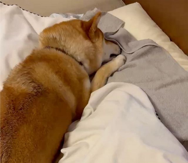 ハルくん、お布団くんくん。
