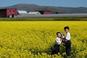 北海道滝川　初夏告げる菜の花まつり　黄色いじゅうたん球場30個分