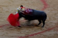 スペインの闘牛場、「子どもは無料」　 動物福祉で国民的議論に