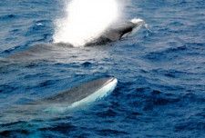水産庁、ナガスクジラを捕鯨対象に指定へ　ミンクなどに続く4種類目