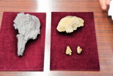 群馬県で見つかった世界最古のヨウスコウカワイルカの化石（右）。左は栃木県で見つかった化石のレプリカ=2024年5月16日午前11時28分、群馬県庁、高木智子撮影