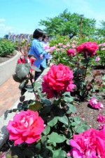 色鮮やかなバラが咲いている=2024年5月2日午前11時24分、岐阜県大野町、松永佳伸撮影