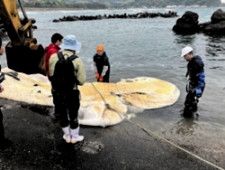 漂着したクジラを調べる日本鯨類研究所職員ら=鳥取県湯梨浜町、鳥取県提供