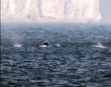 ザトウクジラとみられるクジラ（真ん中）。水上に背中を現した後、また水中に潜った=三宅聡至さんが代表を務めるガイドグループのブログ「むつ湾フェリーでいるかに会いたい（隊）」内の動画から