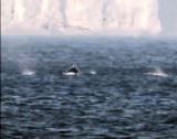 青森県の陸奥湾にザトウクジラ？　研究所「温暖化の影響の可能性」
