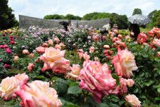 豊かな香りを園内いっぱいに漂わせる大輪のバラ=2024年5月8日、東京都調布市深大寺元町５丁目、石川瀬里撮影