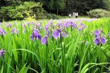 初夏を彩る紫色の花　カキツバタが見頃　鳥取県岩美町