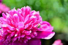 美しい花に虫たちもやってきた=2024年5月11日、富山県上市町広野、法野朱美撮影