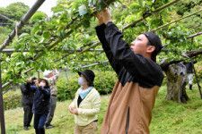 袋掛けをする参加者たち=2024年5月9日午前10時30分、鳥取市の森林公園とっとり出合いの森、奥平真也撮影