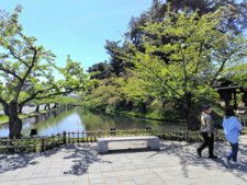 5月初旬、ソメイヨシノはすっかり葉桜=2024年5月2日午前11時31分、青森県弘前市