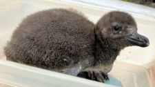 「ほっけ」と名付けられたマゼランペンギンの赤ちゃん=池田動物園提供