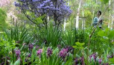 青いシャクナゲ（写真奥）はヒヤシンスなどが植えられている「ブルーガーデン」に咲いている=2024年5月6日午後、茅野市、遠藤和希撮影