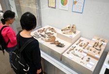 新方遺跡（神戸市西区）からは、弥生時代のイノシシやニホンジカなどの骨が出土した=2024年4月25日、神戸市西区、森直由撮影