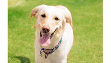 本日「愛犬の日」からモリトソラ箱根で最大20％オフのキャンペーン、ペットと泊まれる