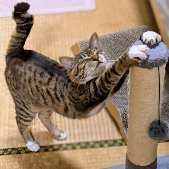 里親を待つ猫がこんなにいるんだ」林の中で保護された2匹の子猫