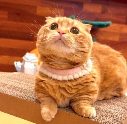 たお on X: 
