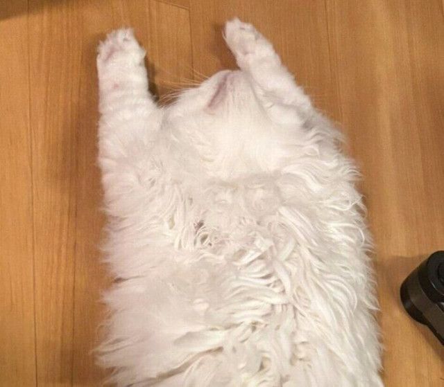ヘソ天&バンザイ寝をする子猫、のびのびくつろぐ姿がまるで「ねこの開き」？ 豪快に“落ちてる姿”にクスッ！