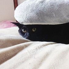 「くろねこバーガーだ」　まん丸クッションの下に潜り込んだ黒猫　おすまし顔でまったり過ごす姿に1.3万人笑顔