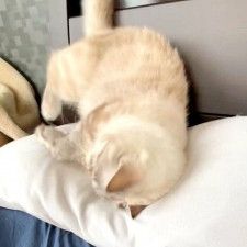 「たまらない！」　枕の上に乗って“砂浴び”する猫　ごろんごろんと転がる姿に爆笑