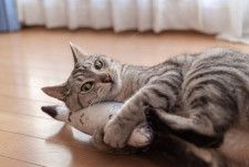ストレスが原因のことも　猫の「胃腸炎」に気づくきっかけと治療　【飼い主の体験談】
