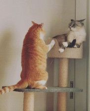 キャットタワーの上をめぐって緊張感漂う二匹。子猫時代には一緒に庭に迷い込んで保護されていた