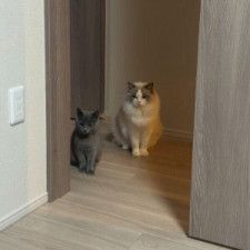 常にペアで行動する2匹の猫　ドアの前に並んで「もっと遊んでほしいな！」とアピールする姿にほっこり