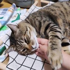 「猫たらし」な人の特徴は？ 猫に好かれるコツなどを獣医師が解説