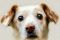 【犬の雑学】犬と〇〇すると幸せになる！？犬の目に関する6つの雑学