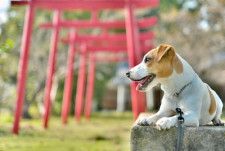 犬好きにおすすめ！犬にゆかりのある神社・仏閣5選【西日本編】