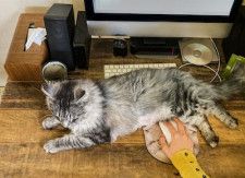 猫が仕事の邪魔をする？うれしいけどちょっと困る時の対処法