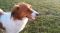 【犬図鑑】大谷翔平が飼っているコーイケルホンディエはどんな犬種？